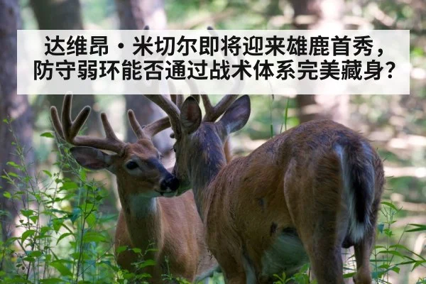 达维昂·米切尔即将迎来雄鹿首秀，防守弱环能否通过战术体系完美藏身？