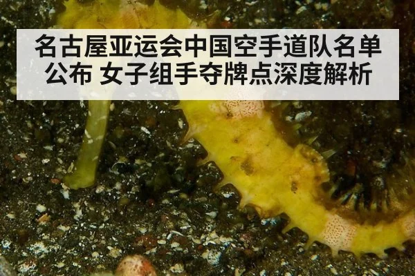 名古屋亚运会中国空手道队名单公布 女子组手夺牌点深度解析